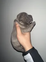 Female 1 , a female American Bully for sale in Glen Ellyn, IL – Photo 4 of 5