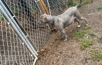 Female 1 , a female American Bully for sale in Glen Ellyn, IL – Photo 2 of 5