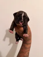 Female 1, a female American Bully for sale in Glen Ellyn, IL – 3 of 5
