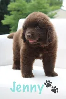 Jenny, a female Newfoundland for sale in Bethel, PA – 2 of 9