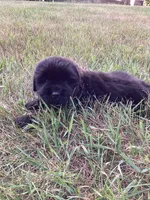 Jackson, a male Newfoundland for sale in Bethel, PA – 3 of 3