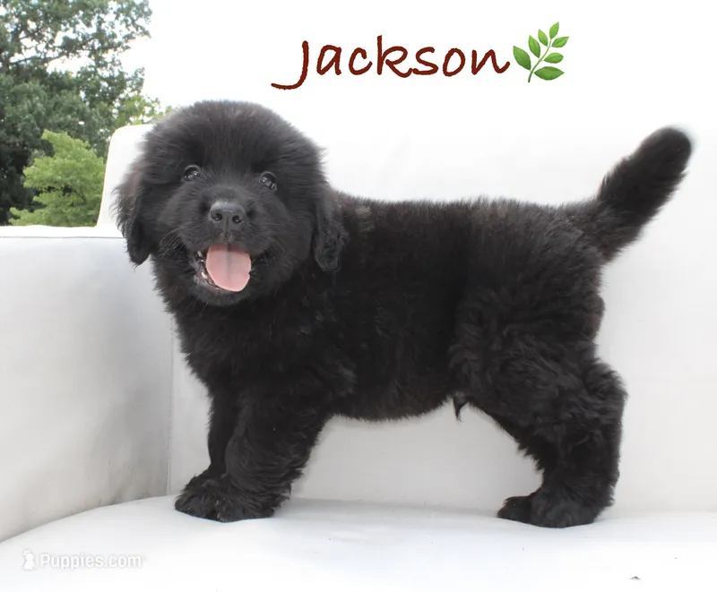Jackson – Newfoundland puppy for sale in Bethel, PA