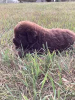 Jenny, a female Newfoundland for sale in Bethel, PA – 2 of 3