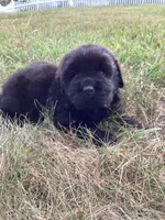 Jackson, a male Newfoundland for sale in Bethel, PA – 1 of 3