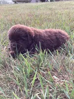Jenny, a female Newfoundland for sale in Bethel, PA – 3 of 3