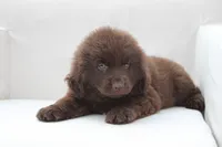 Jenny, a female Newfoundland for sale in Bethel, PA – 4 of 9