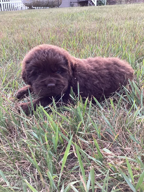 Jenny, a female Newfoundland for sale in Bethel, PA – 1 of 3