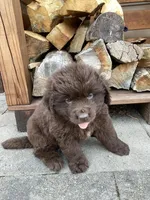 Jenny, a female Newfoundland for sale in Bethel, PA – 5 of 9