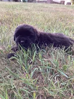 Jackson, a male Newfoundland for sale in Bethel, PA – 2 of 3