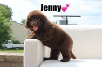 Jenny, a female Newfoundland for sale in Bethel, PA – 1 of 9