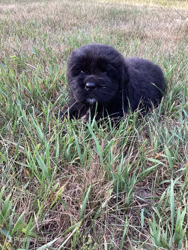 Josie – Newfoundland puppy for sale in Bethel, PA