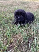 Josie, a female Newfoundland for sale in Bethel, PA – 1 of 3