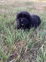 Josie, a female Newfoundland for sale in Bethel, PA – 3 of 3