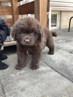 Jenny, a female Newfoundland for sale in Bethel, PA – 6 of 9