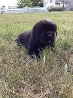 Josie, a female Newfoundland for sale in Bethel, PA – 2 of 3