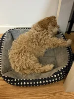 Ted, a male Maltipoo for sale in Baton Rouge, LA – 3 of 3