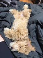 Ted, a male Maltipoo for sale in Baton Rouge, LA – 2 of 3