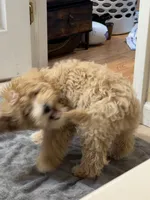 Ted, a male Maltipoo for sale in Baton Rouge, LA – 1 of 3