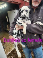 Dee Dee, a female Dalmatian for sale in Burley, ID – Photo 3 of 4