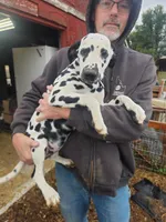 Dee Dee, a female Dalmatian for sale in Burley, ID – Photo 4 of 4