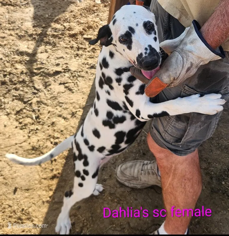 Dee Dee – Dalmatian puppy for sale in Burley, ID