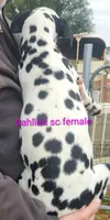 Dee Dee, a female Dalmatian for sale in Burley, ID – Photo 2 of 4