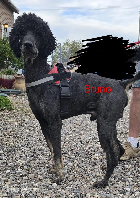 Bruno Maverik  – Poodle - Multi-Colored Standard puppy for sale in Burley, ID