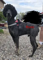 Bruno Maverik , a male Poodle - Multi-Colored Standard for sale in Burley, ID – Photo 1 of 3