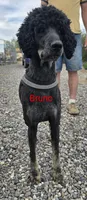 Bruno Maverik , a male Poodle - Multi-Colored Standard for sale in Burley, ID – Photo 3 of 3