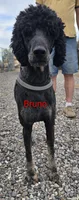 Bruno Maverik , a male Poodle - Multi-Colored Standard for sale in Burley, ID – Photo 2 of 3