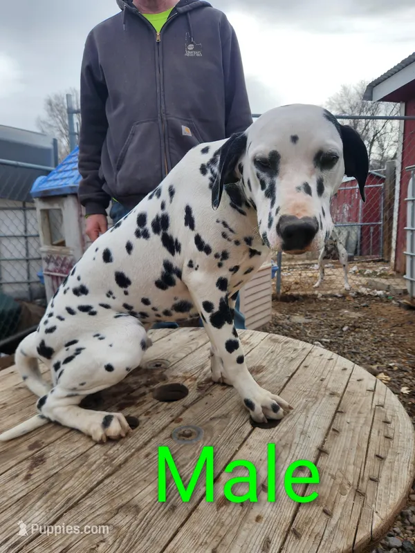 Big John – Dalmatian puppy for sale in Burley, ID