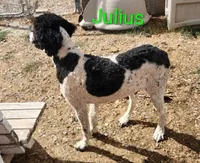 Julian, a male Poodle - Multi-Colored Standard for sale in Burley, ID – Photo 3 of 4