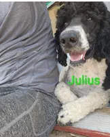 Julian, a male Poodle - Multi-Colored Standard for sale in Burley, ID – Photo 1 of 4