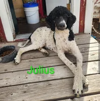 Julian, a male Poodle - Multi-Colored Standard for sale in Burley, ID – Photo 4 of 4