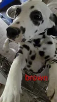 Brownie Boy, a male Dalmatian for sale in Burley, ID – Photo 1 of 4
