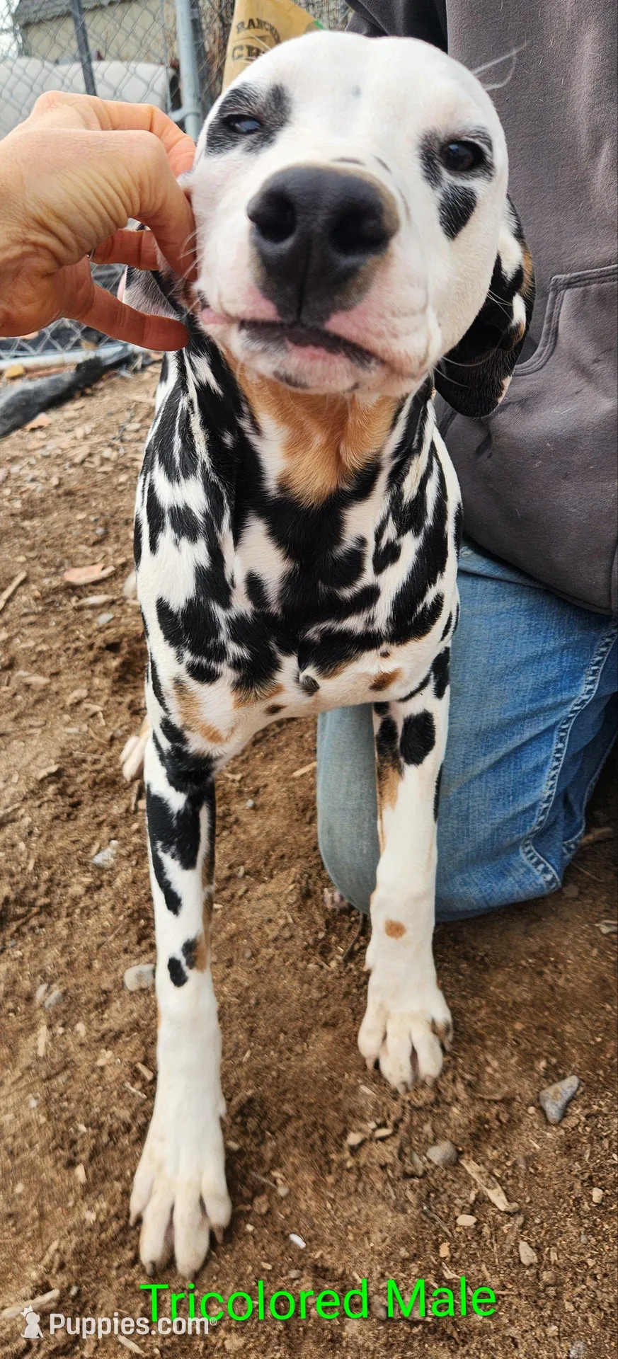 Tommy, a male Dalmatian for sale in Burley, ID – Photo 2 of 3