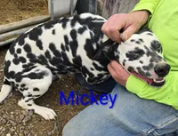Mickey, a male Dalmatian for sale in Burley, ID – Photo 4 of 4