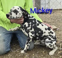 Mickey, a male Dalmatian for sale in Burley, ID – Photo 2 of 4
