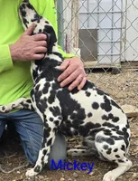 Mickey, a male Dalmatian for sale in Burley, ID – Photo 3 of 4