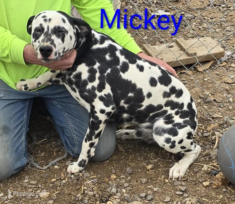 Mickey – Dalmatian puppy for sale in Burley, ID