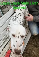 Louie Louie, a male Dalmatian for sale in Burley, ID – Photo 1 of 3