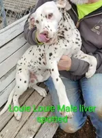 Louie Louie, a male Dalmatian for sale in Burley, ID – Photo 2 of 3