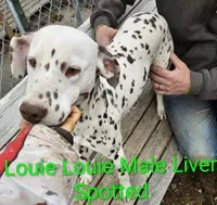 Louie Louie, a male Dalmatian for sale in Burley, ID – Photo 3 of 3