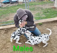 Pete , a male Dalmatian for sale in Burley, ID – Photo 3 of 3