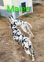 Pete , a male Dalmatian for sale in Burley, ID – Photo 2 of 3
