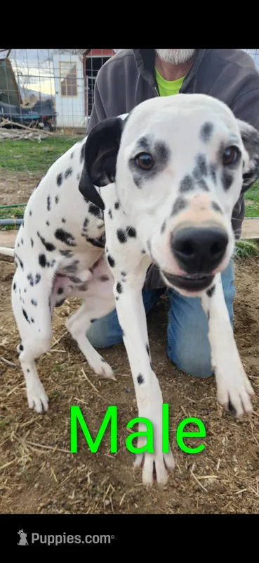 Pete  – Dalmatian puppy for sale in Burley, ID