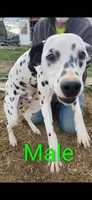 Pete , a male Dalmatian for sale in Burley, ID – Photo 1 of 3