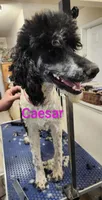 Caesar , a male Poodle - Multi-Colored Standard for sale in Burley, ID – Photo 3 of 3