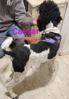 Caesar , a male Poodle - Multi-Colored Standard for sale in Burley, ID – Photo 2 of 3
