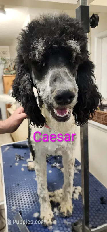 Caesar  – Poodle - Multi-Colored Standard puppy for sale in Burley, ID